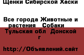 Щенки Сибирской Хаски - Все города Животные и растения » Собаки   . Тульская обл.,Донской г.